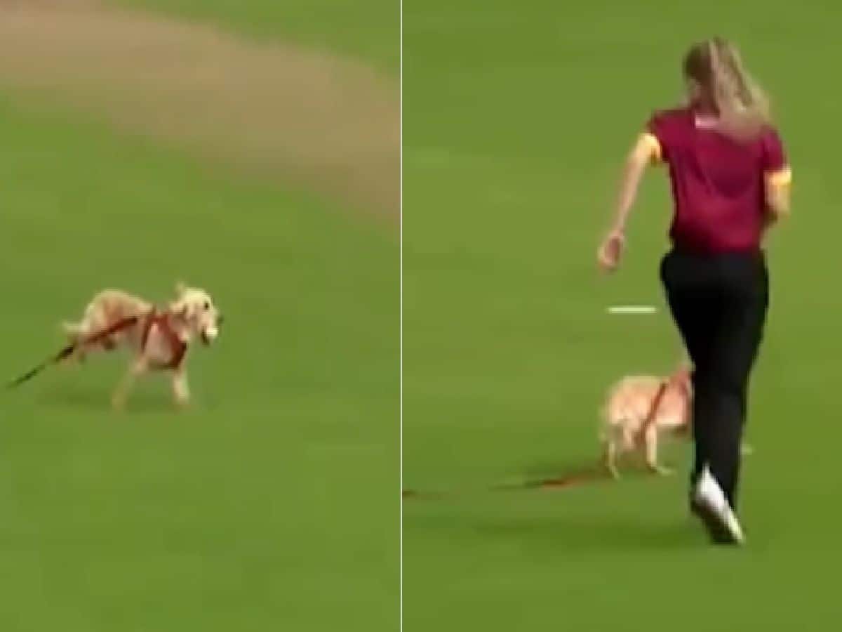 VIDEO: लाइव मैच में घुसा कुत्ता, बॉल को मुंह में दबाकर मैदान में लगाई दौड़
